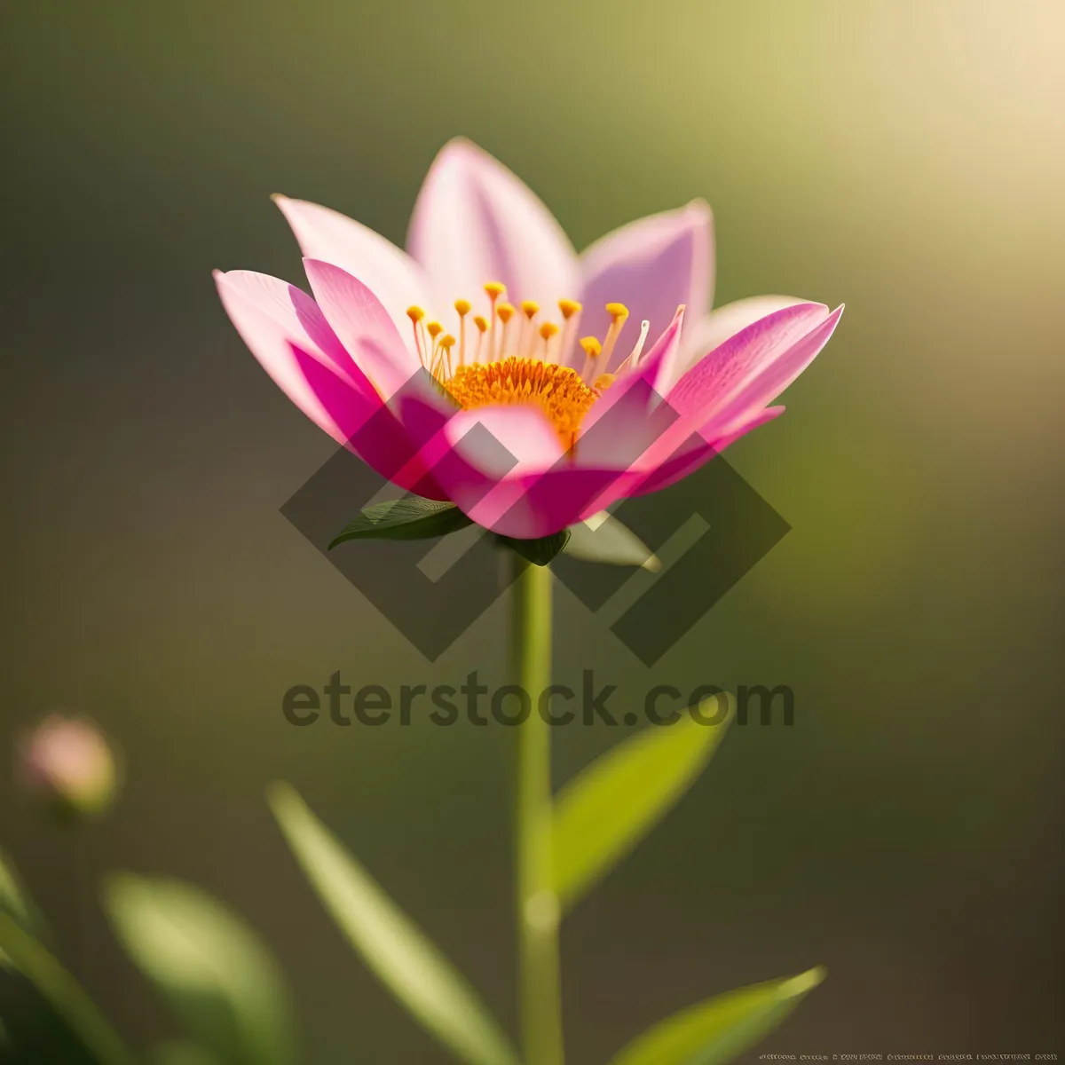 Picture of Pink Lotus Flower Blossom in Garden Pond