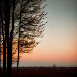 Golden Sunset Silhouette Amidst Autumn Trees