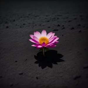 Bright Pink Daisy Blossom in Garden