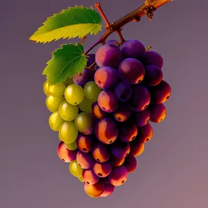 Juicy Autumn Harvest: Organic Muscat Grape Cluster