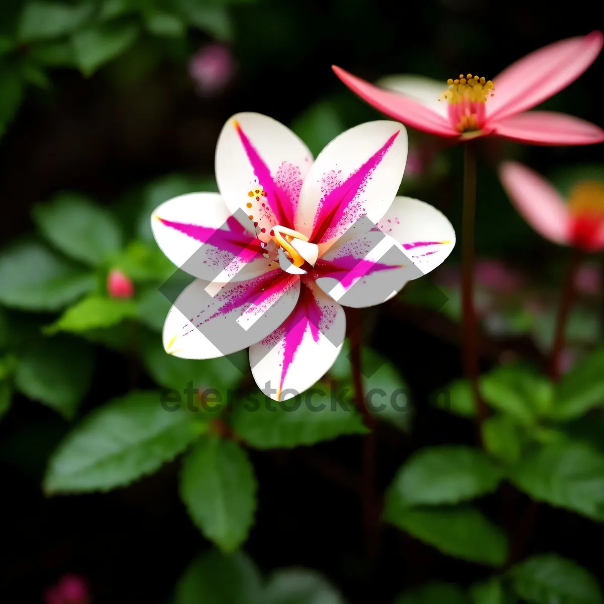 Picture of Pink Periwinkle Blossom in Garden