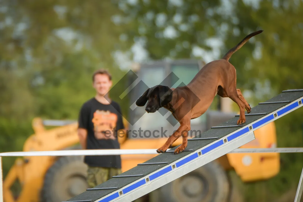 Picture of Man playing fetch with dog on treadmill_simulation_experimentation_fitness_training