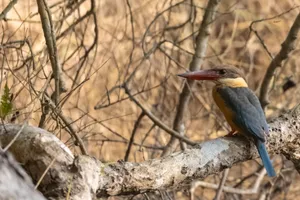 Waterfowl with striking eye and long bill