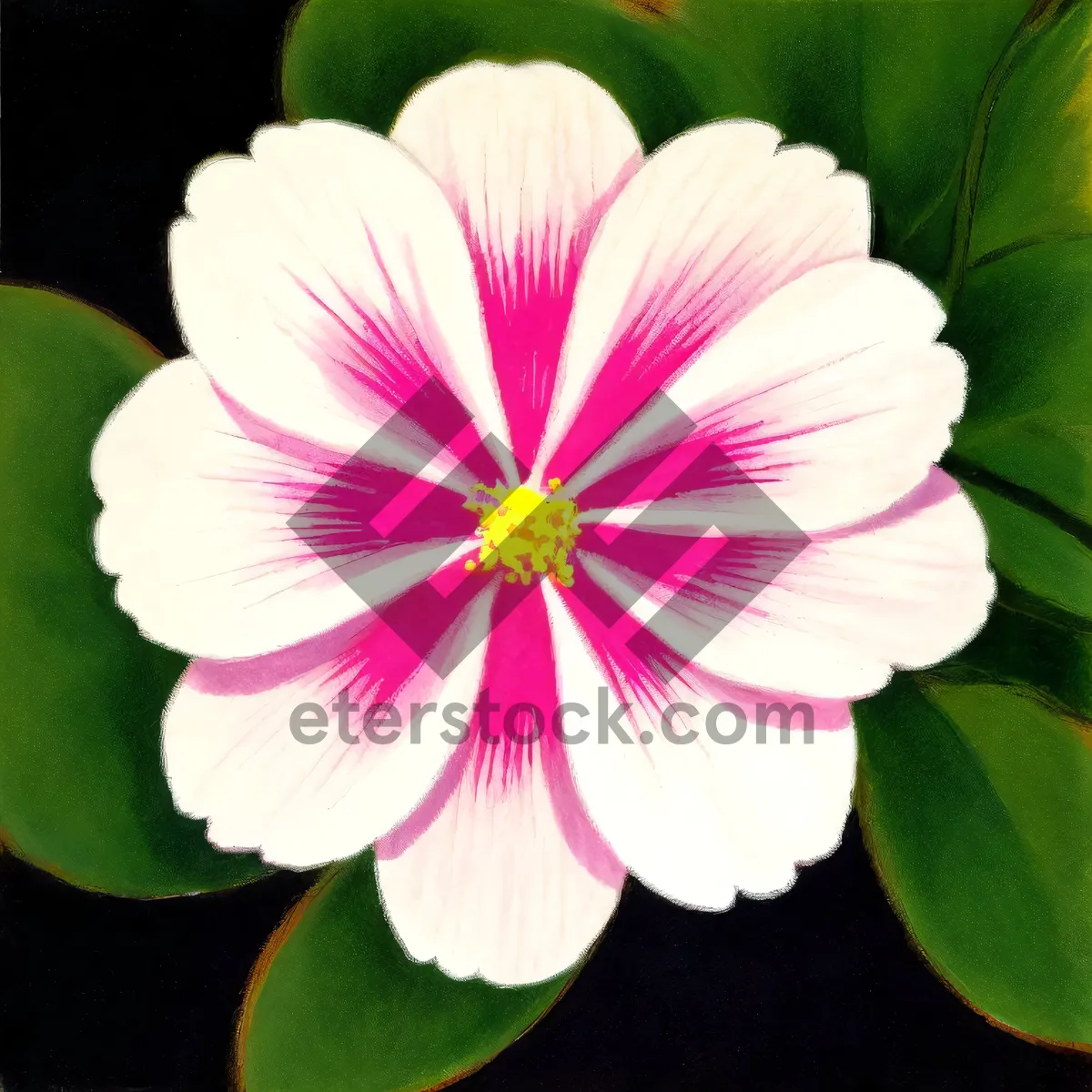 Picture of Bright Pink Geranium Blooming in Summer Garden