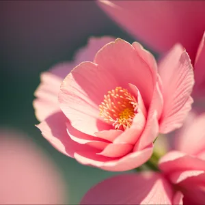 Pink Tulip Blossom in Spring Garden