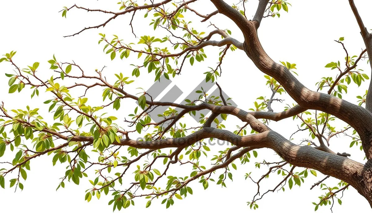 Picture of Spring foliage in park, trees against sky