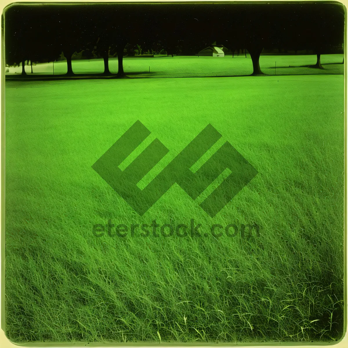 Picture of Vibrant Green Meadow of Sprouting Rice in Summer