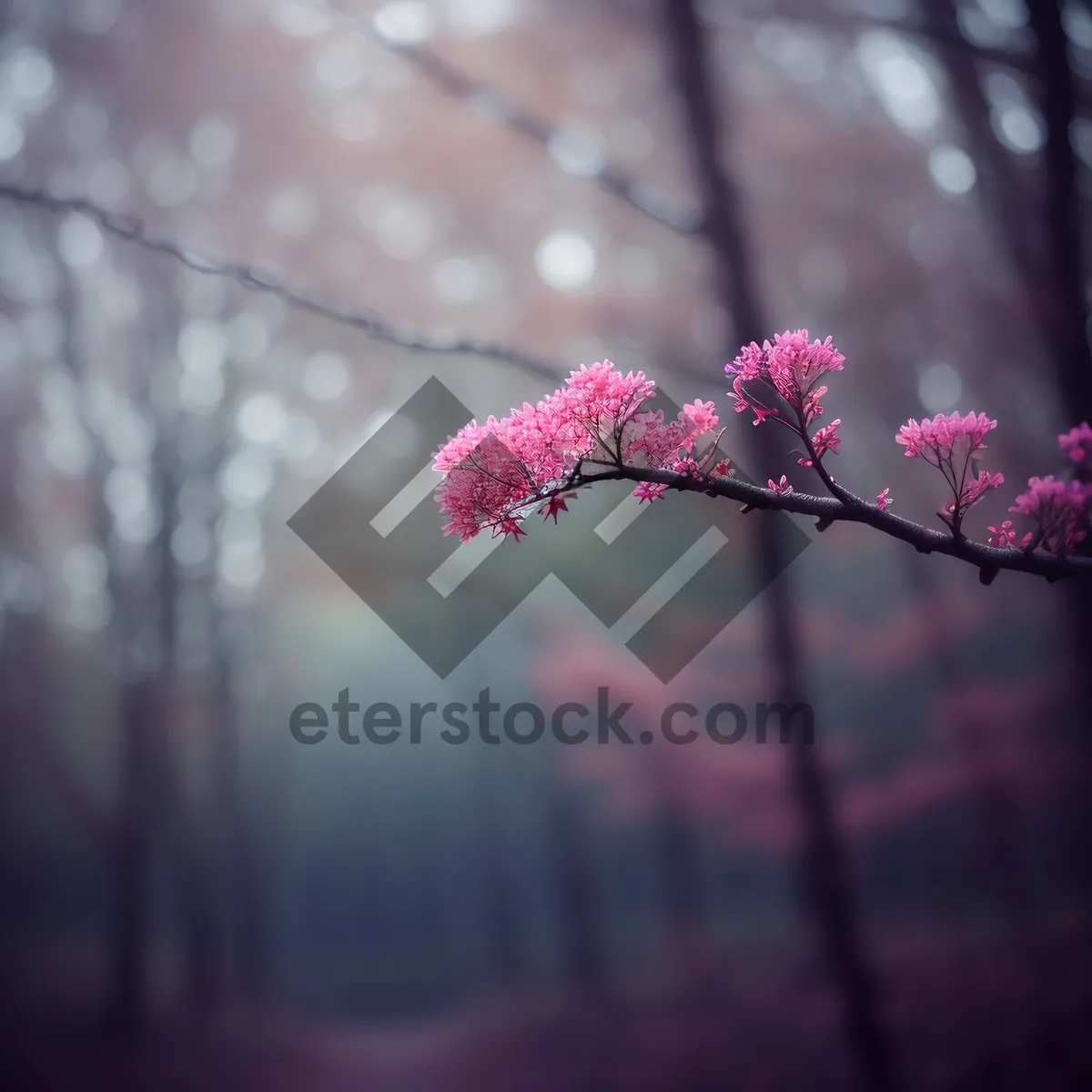 Picture of Vibrant Pink Cherry Blossom in a Garden