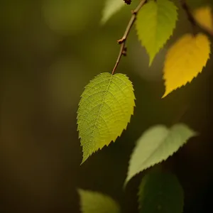 Vibrant Linden Leaves in Sunlit Forest