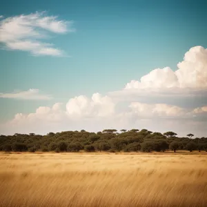 Serene Sands: A Vast Desert Landscape Under a Pristine Sky