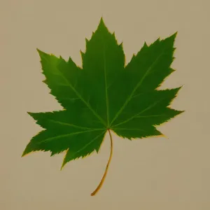 Vibrant Maple Leaf: Natural Foliage in Bright Colors