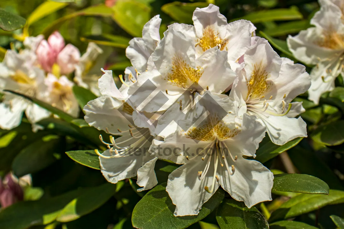 Picture of Blooming cherry tree in summer garden