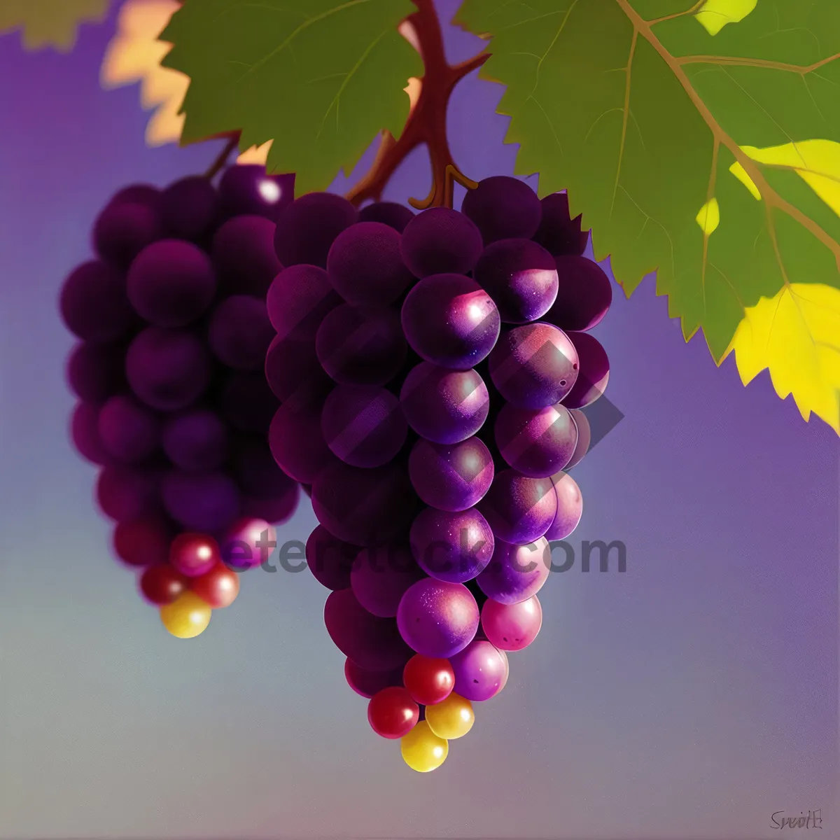 Picture of Autumn Harvest: Purple Grape Vineyard Winery Cluster