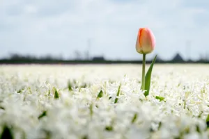 Blooming tulip field in spring garden