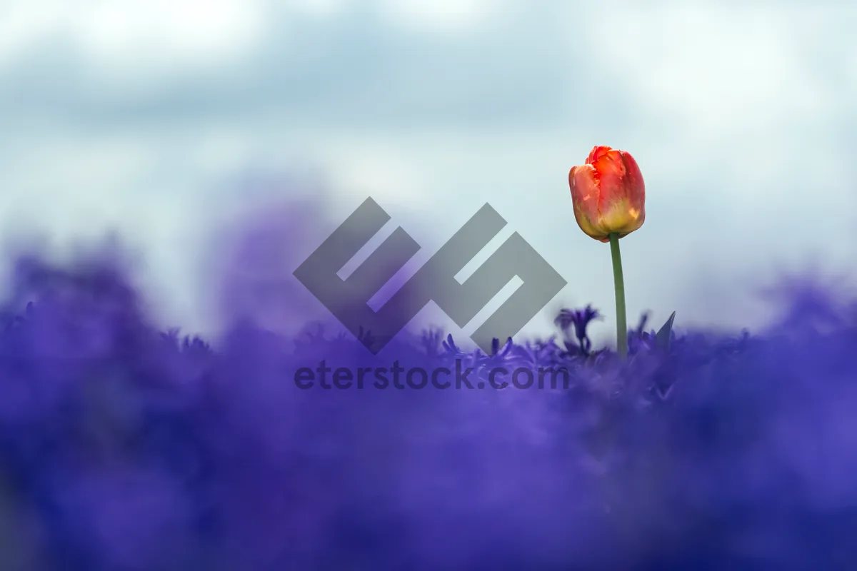 Picture of Colorful Tulip Garden in Bloom under Blue Sky