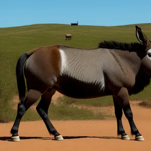 Beautiful Brown Stallion Galloping Across Rural Meadow