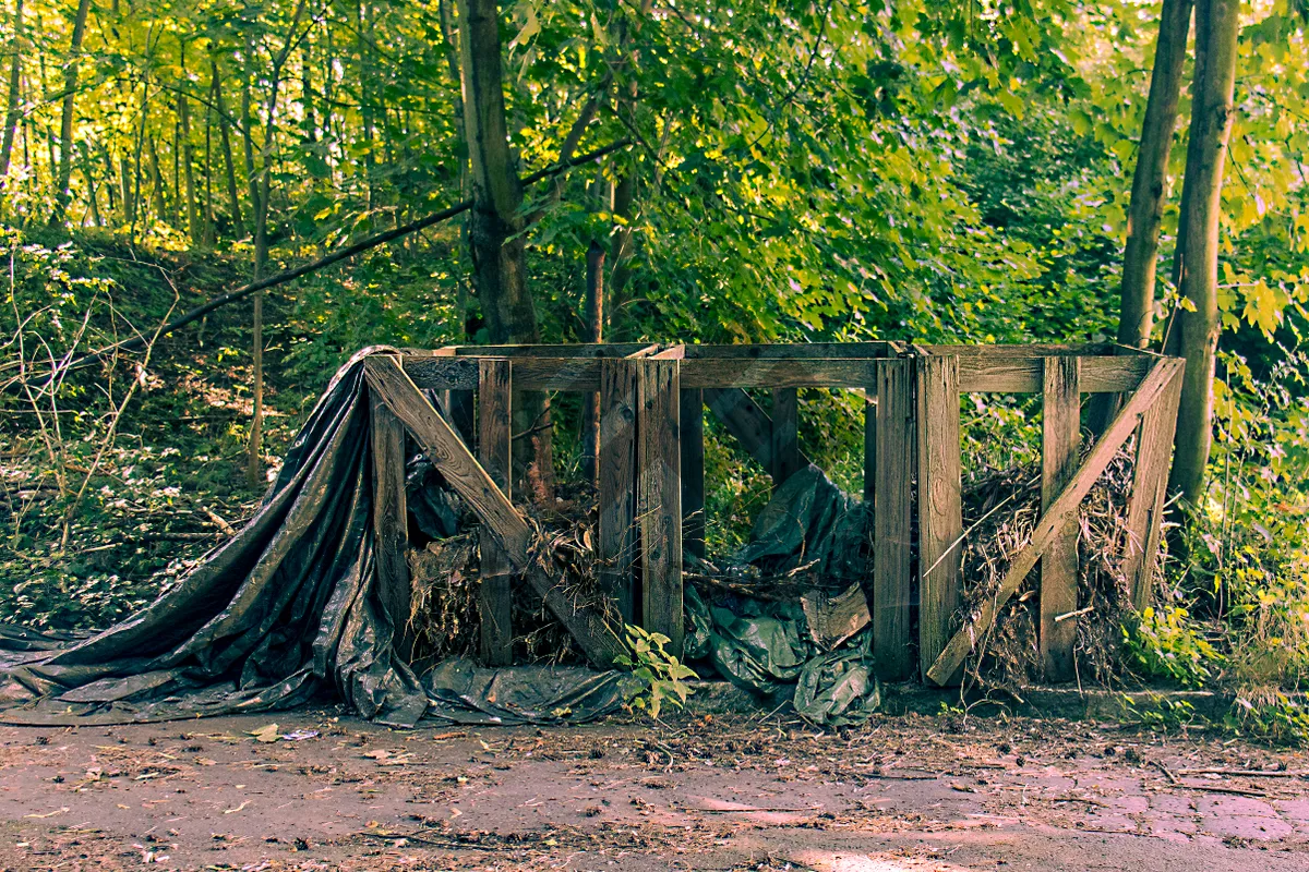 Picture of Forest track through white mangrove landscape
