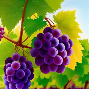 Vibrant Autumn Harvest: Ripe and Juicy Berry Cluster in Vineyard