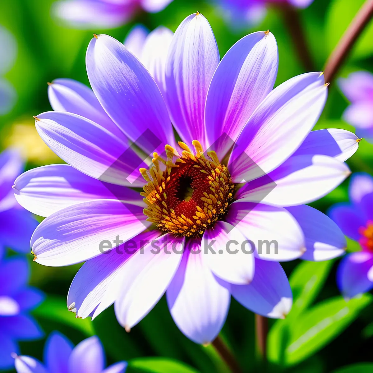 Picture of Vibrant Spring Daisy Petals in Bloom.