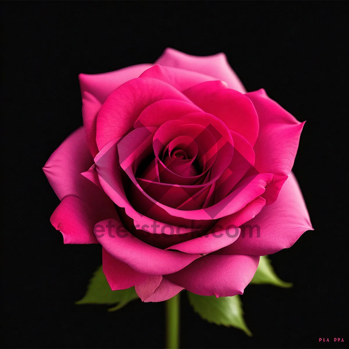 Picture of Blushing Beauty: Romantic Pink Rose Petals