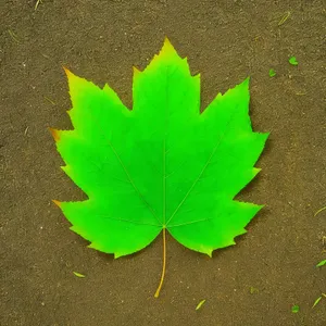 Vibrant Autumn Leaves in a Lush Forest