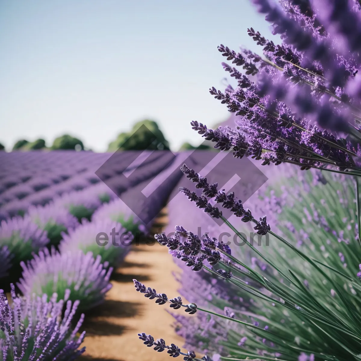 Picture of Lavender Shrub in Blossoming Purple Field