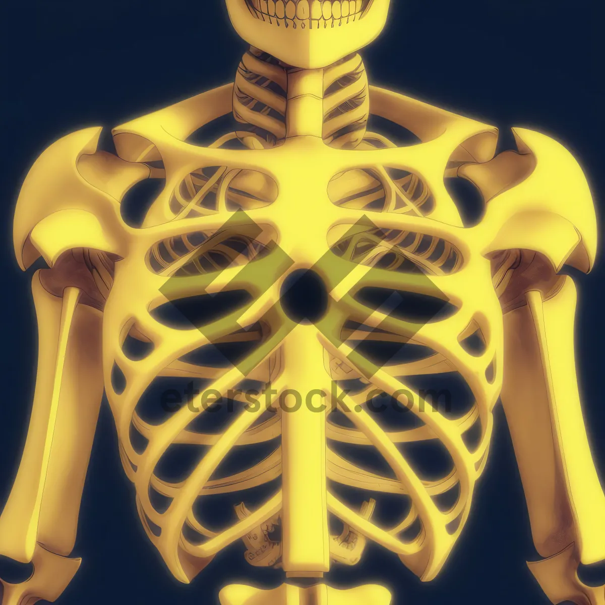 Picture of 3D Human Skull - Anatomical Skeleton for Medical Science