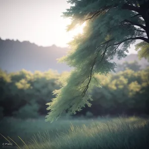 Serene Summer Sunset over Rural Landscape