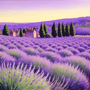 Vibrant Lavender Blooming in Colorful Field