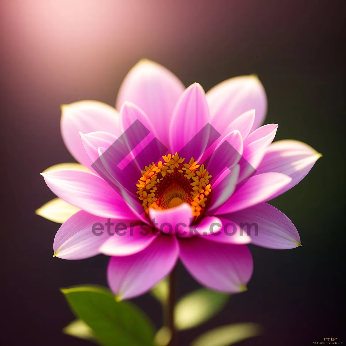 Picture of Pink Lotus Blossom in Full Bloom
