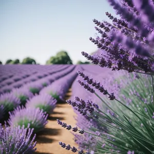 Lavender Shrub in Blossoming Purple Field