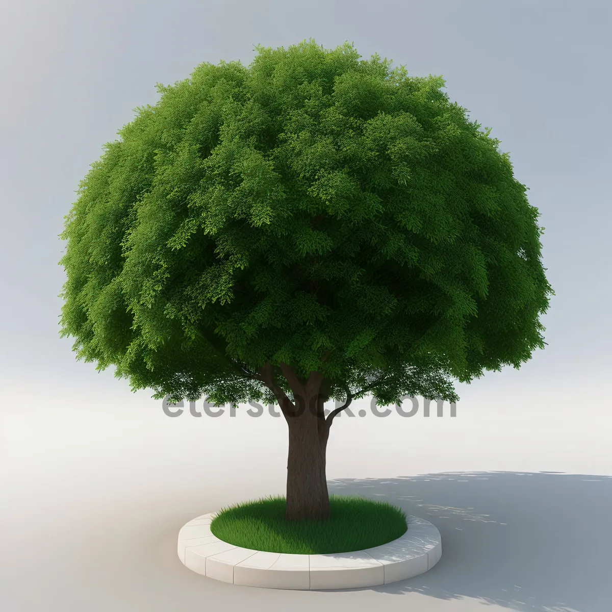 Picture of Miniature Evergreen Bonsai Tree in Spring