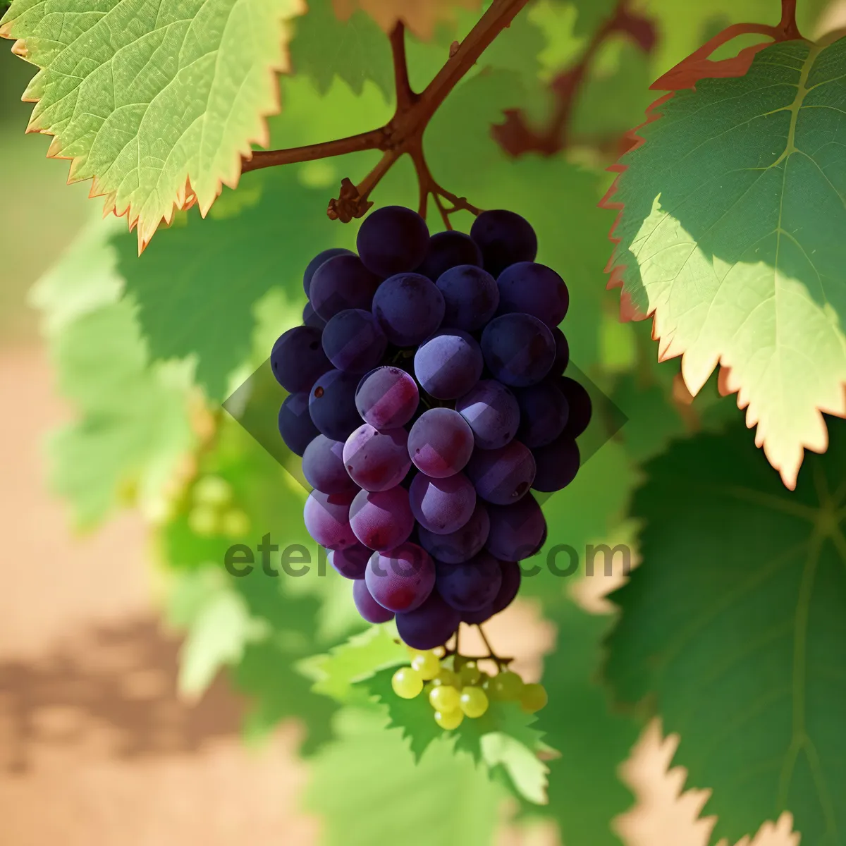 Picture of Ripe Muscat Grapes in a Vineyard