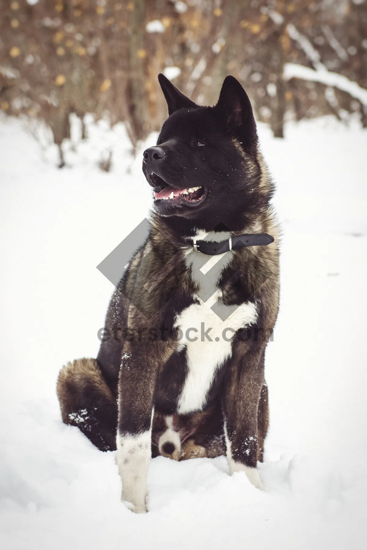 Picture of Adorable Black Shepherd Terrier Dog Portrait