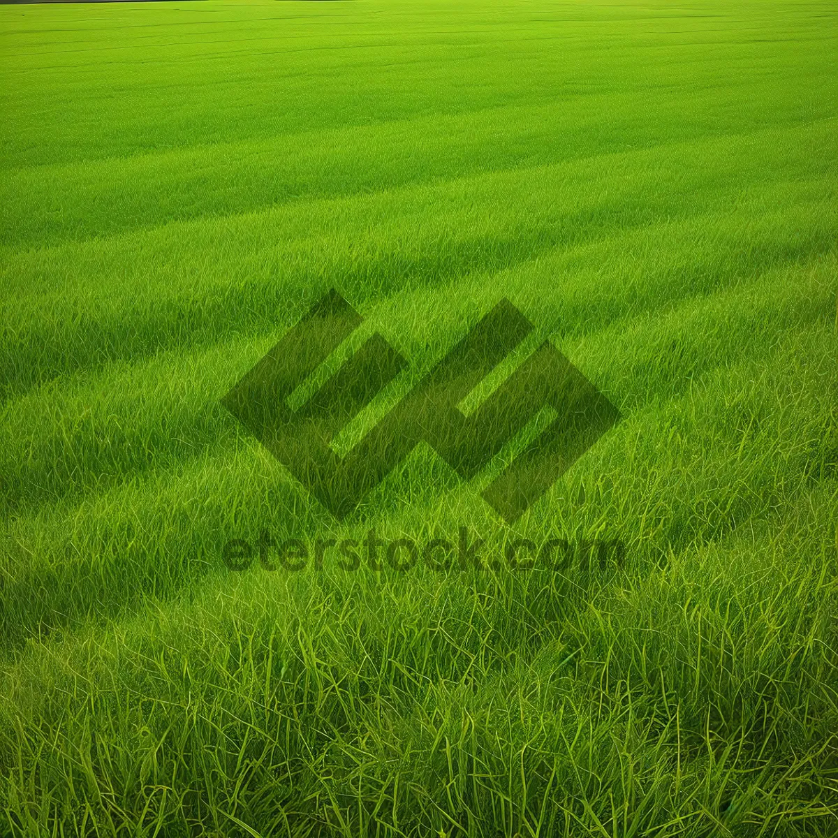 Picture of Vibrant Summer Meadow with Lush Green Grass