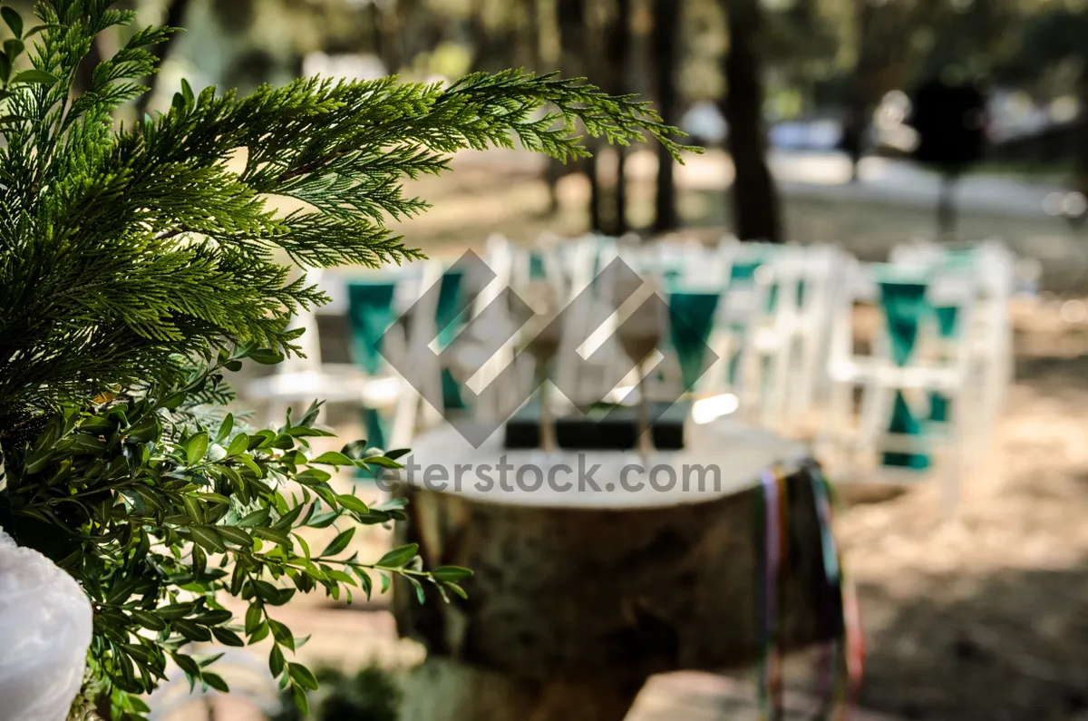 Picture of Parsley plant in a garden setting