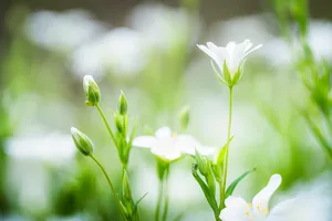 Summer Meadow Blooms Among Bright Grass And Flowers