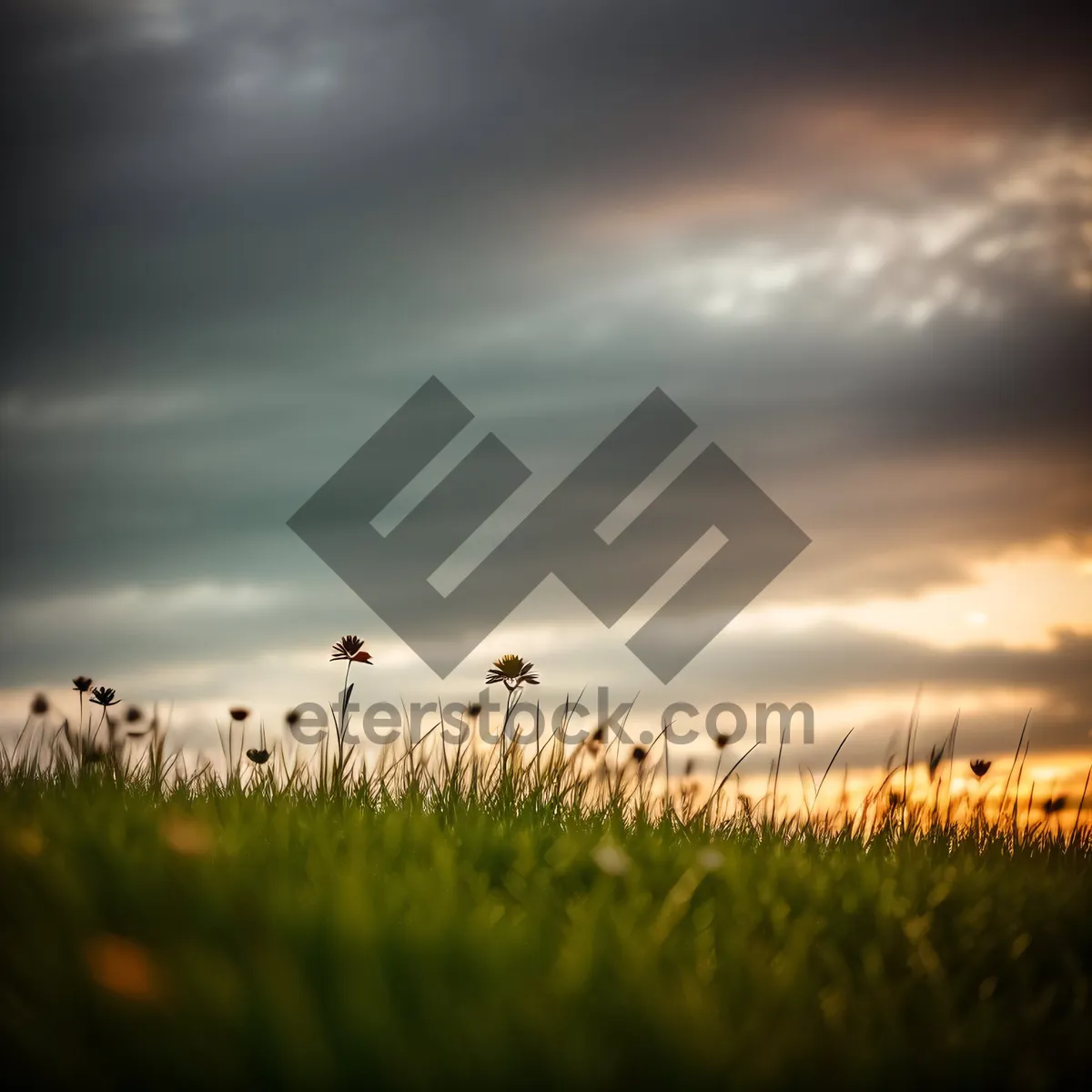 Picture of Golden Horizon over Rural Meadow at Sunset