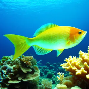 Colorful Marine Life in Tropical Coral Reef