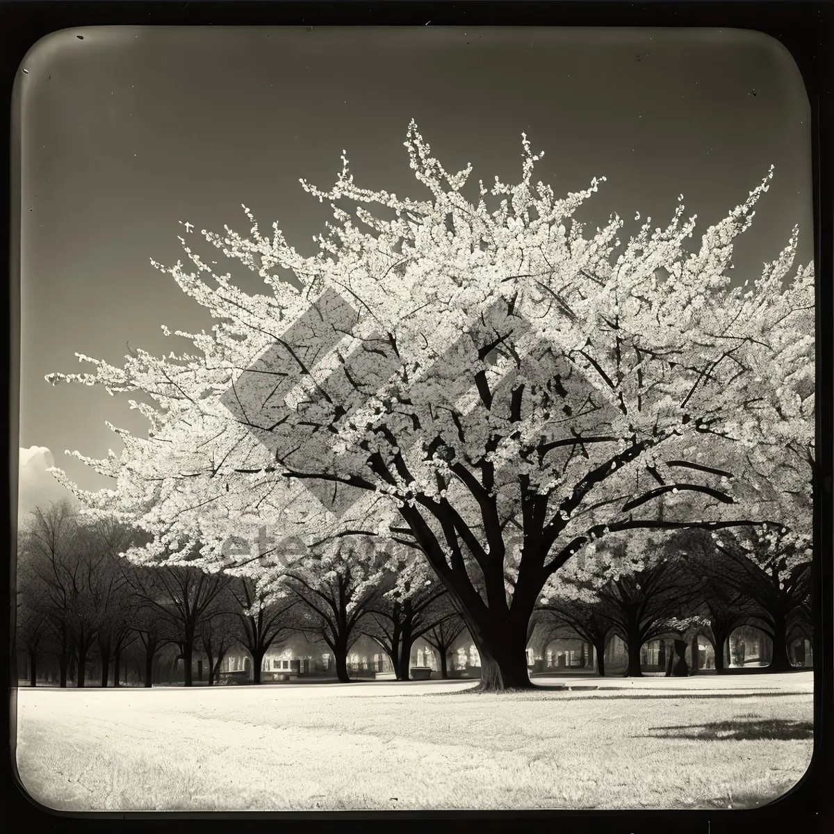 Picture of Grunge Antique Car Mirror Reflecting Winter Forest