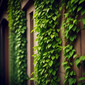 Green Leafy Fern in Forest