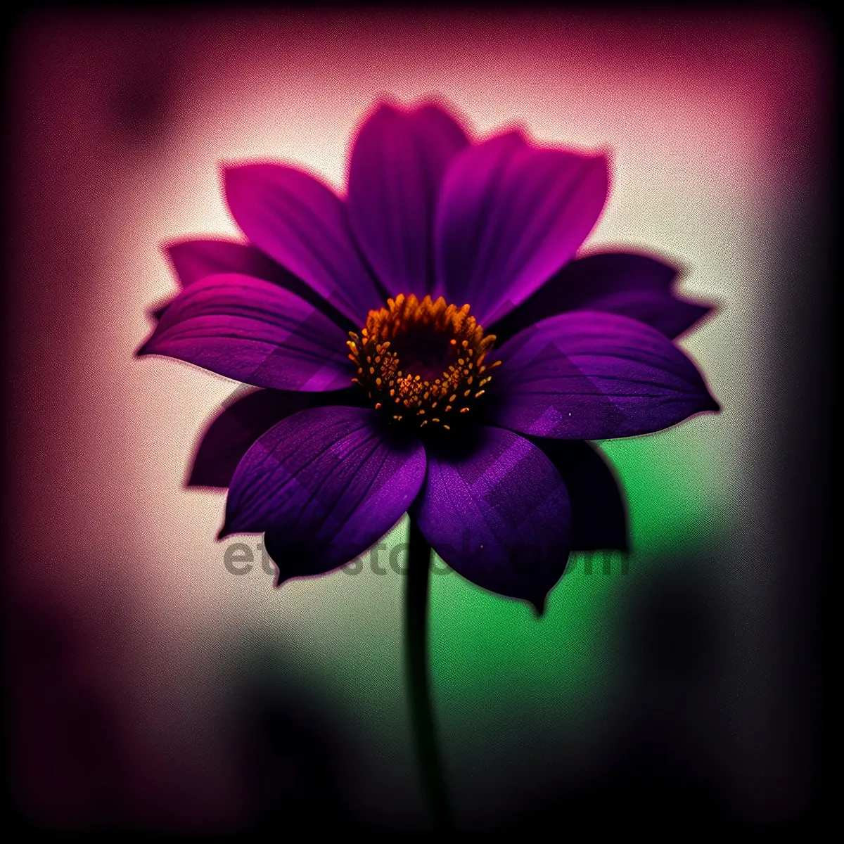 Picture of Blooming pink daisy in a garden