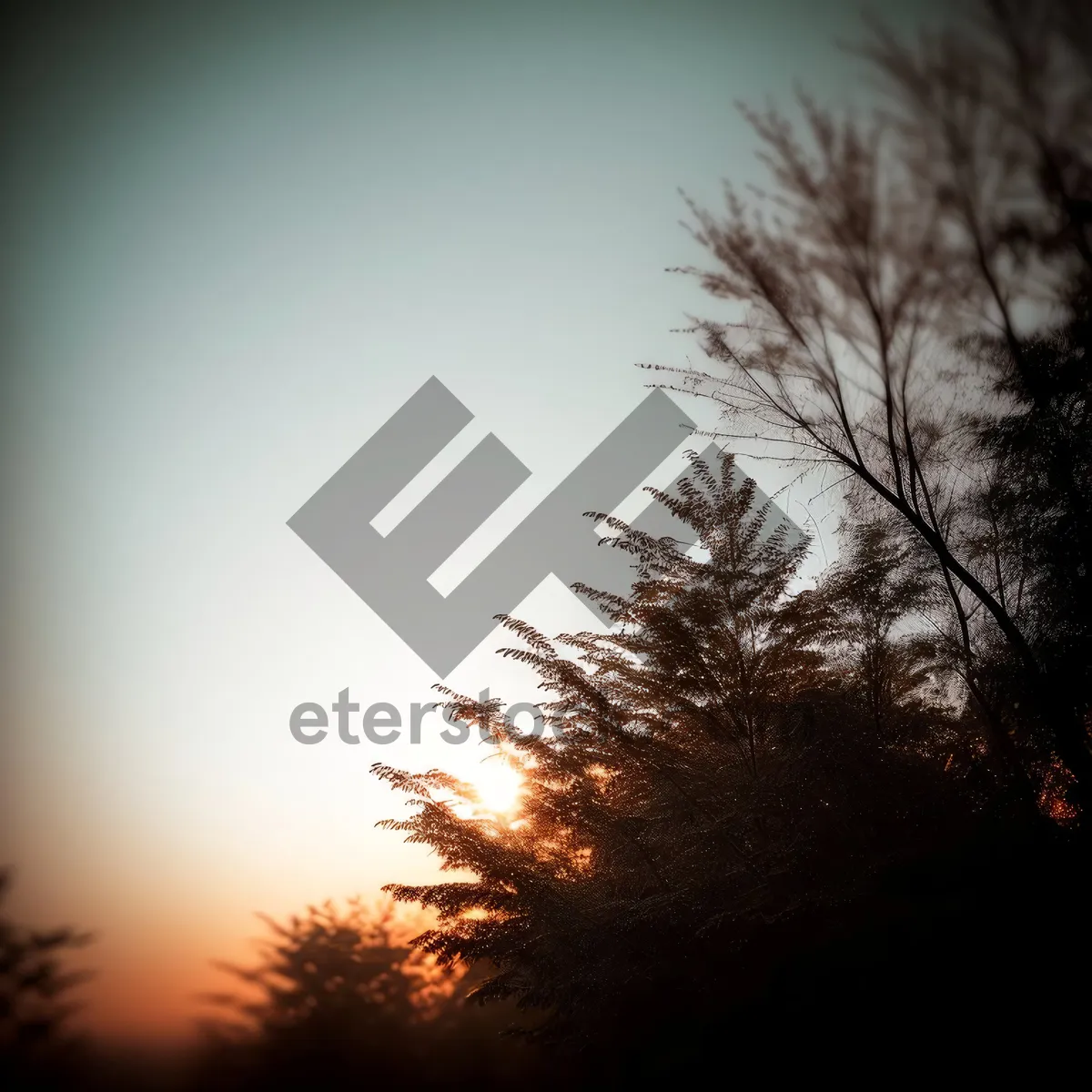 Picture of Vibrant Sunset Skyline with Tree Silhouette