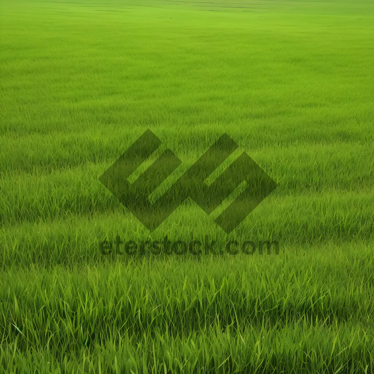 Picture of Vibrant Green Wheat Field Under Sunny Skies