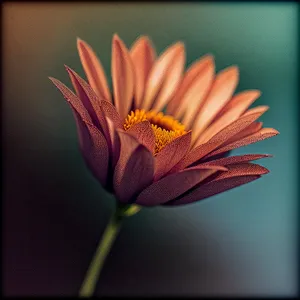 Vibrant Daisy Blossom in Sunlit Garden