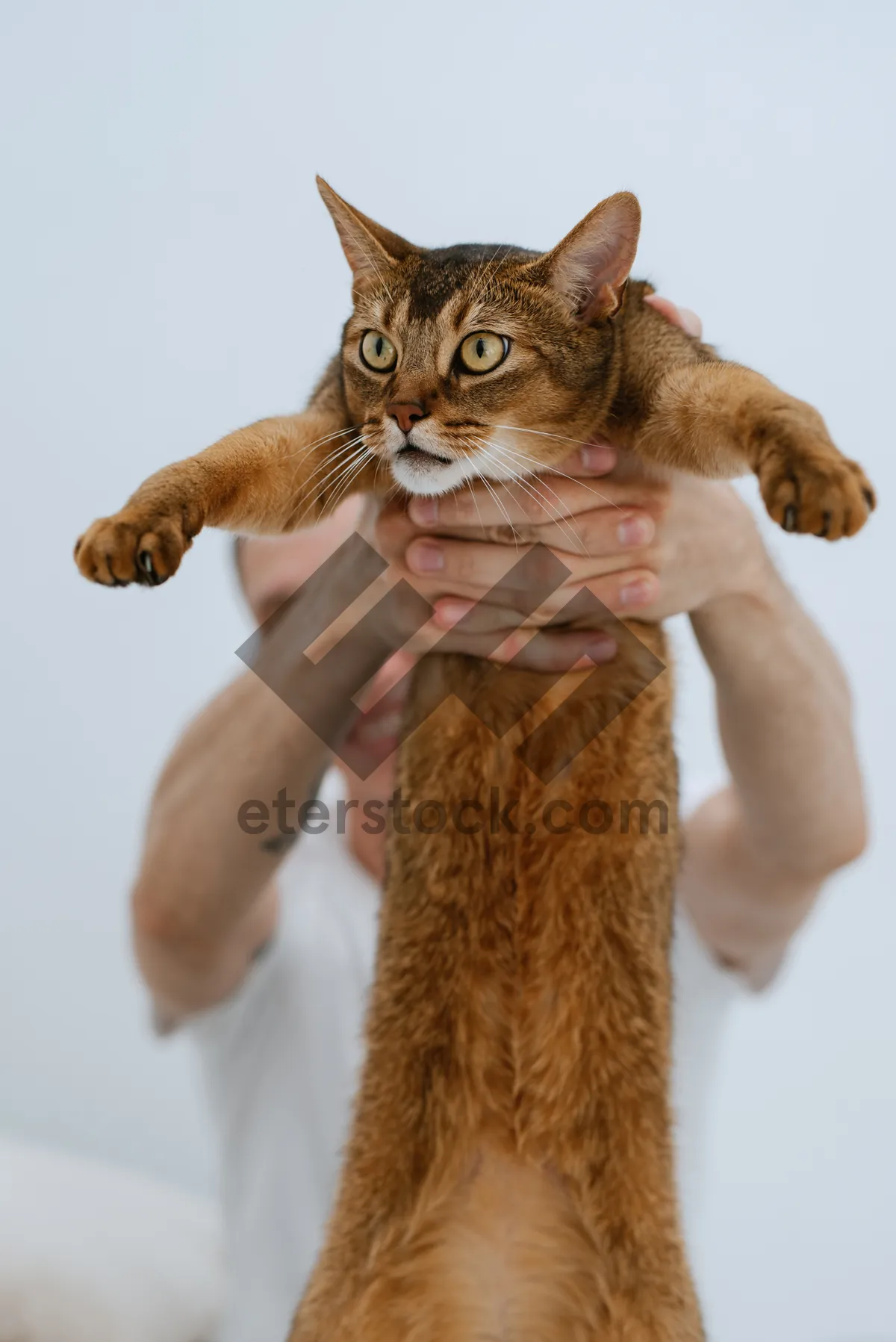 Picture of Adorable striped feline gazing with curiosity furry kitty