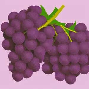 Fresh Autumn Harvest: Juicy Purple Grapes in Vineyard