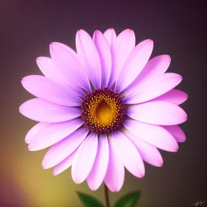 Vibrant Daisy Blossom in Full Bloom