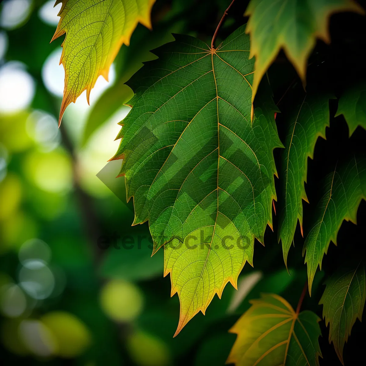 Picture of Sunlit Maple Leaves in Lush Forest