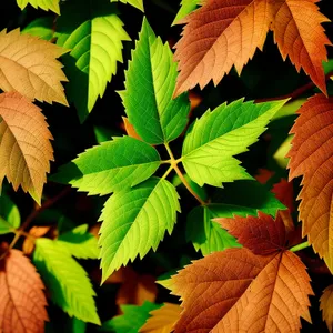 Vibrant Maple Leaves in Forest Foliage